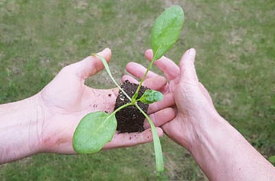 Mains qui se partagent un plant de semis pour planter dans le jardin partagé