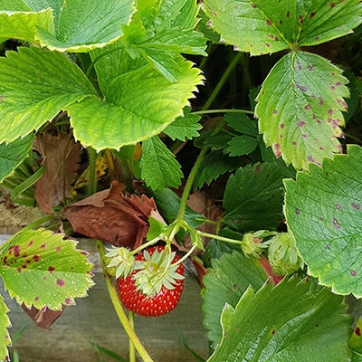 Plant de fraisier avec feuilles et fraises-fruit succulent