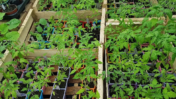 Vente de plants de tomates